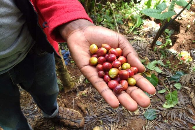 Day trip to Materuni waterfall, Coffee tour and Moshi Nightlife - Lunch, mountain views, and time to recover