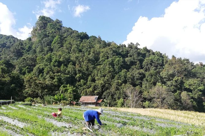 Doi Inthanon Day Trip:Twin Pagodas,Soft Hiking,Coffee Plantation - Lunch and the Value of $43.15