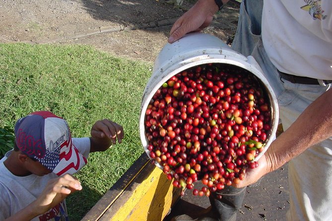 Doka Coffee Tour, Poas Volcano and La Paz Waterfall Day Trip from San Jose - A mountain day that covers three very different sights