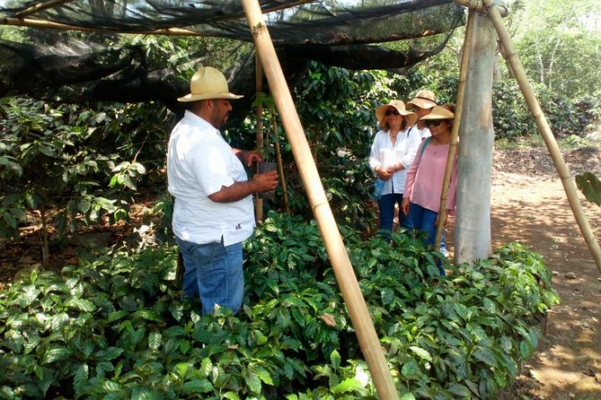 Enjoy the coffee route in Coatepec Magical Town - Three hours in Coatepec, the coffee town