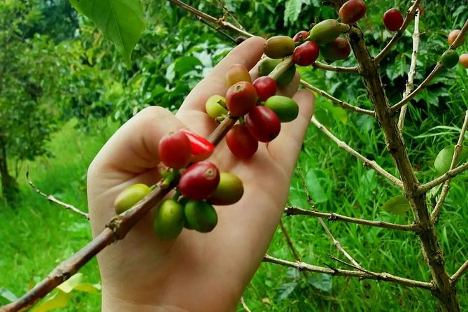 Exclusive Coffee Experience:Tour from Bogotá - Why the Private Format Helps