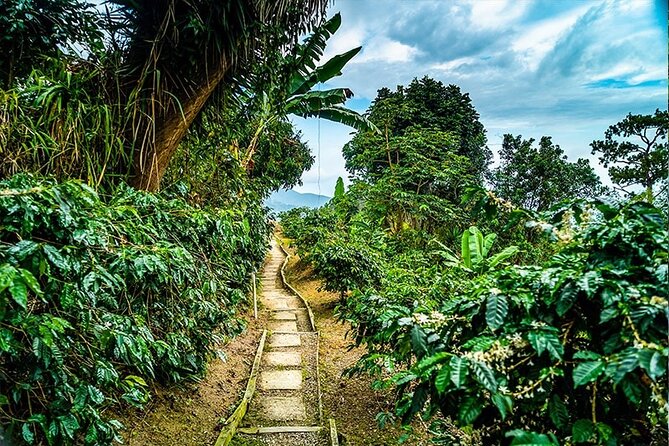 Exotic Blue Mountain Coffee Tour - What the $275 price really buys