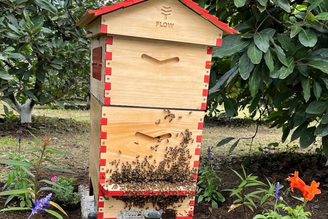 Experience: Organic Coffee, Avocados, Honey & More! - Bees, honey, and the working farm ecosystem
