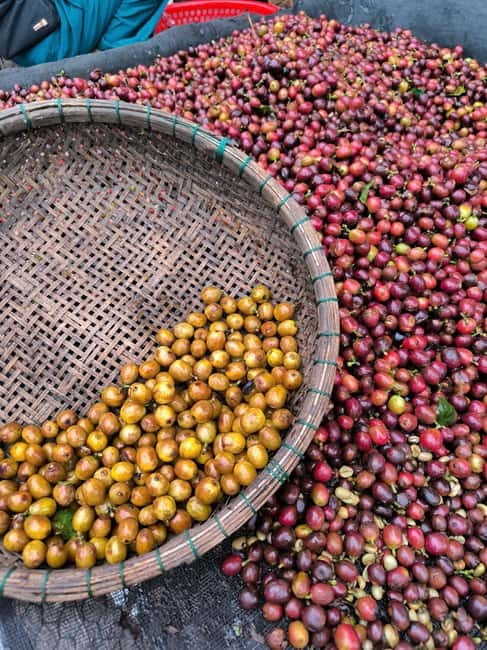 Experience specialty coffee with sustainable coffee farmers - Five coffees, two species, and many flavor changes