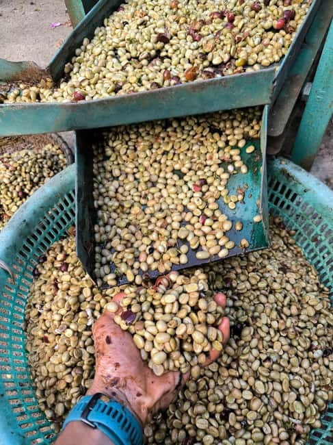 Experience specialty coffee with sustainable coffee farmers - How long should you allow?