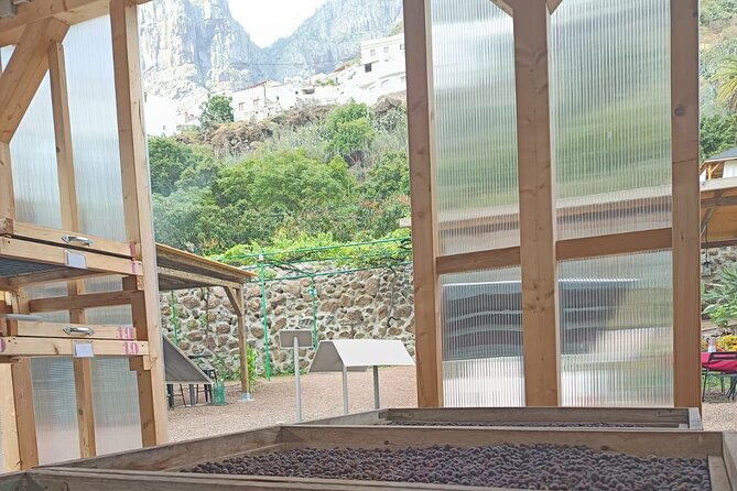 Explore Gran Canaria’s Coffee at Finca Los Castaños - What makes this coffee visit special