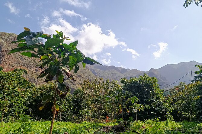 Explore Gran Canaria’s Coffee at Finca Los Castaños - Following coffee from plant to roasted bean