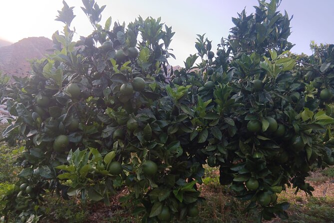 Explore Gran Canaria’s Coffee at Finca Los Castaños - The coffee and jam tasting