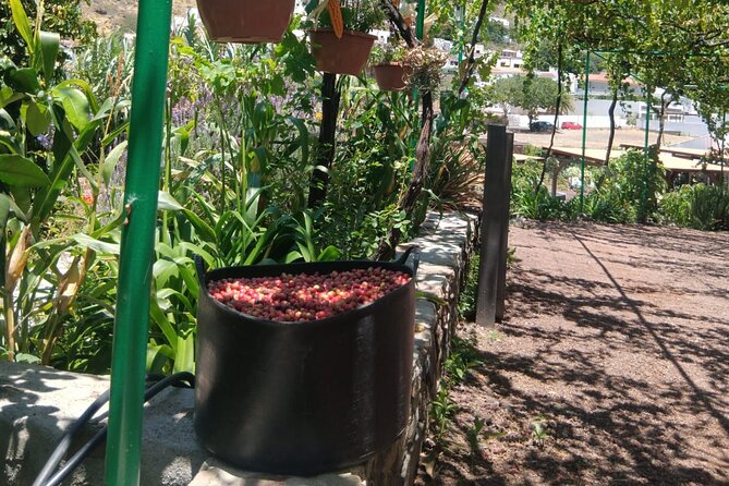 Explore Gran Canaria’s Coffee at Finca Los Castaños - Is $23.66 good value?
