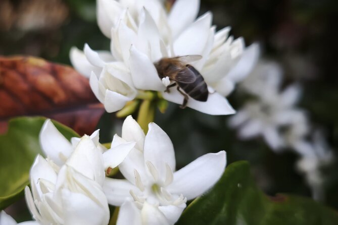 Explore Gran Canaria’s Coffee at Finca Los Castaños - Weather can change the shape of the visit