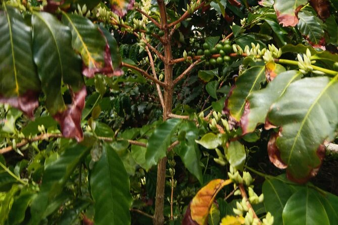 Explore Gran Canaria’s Coffee at Finca Los Castaños - A quiet alternative to mass tourism
