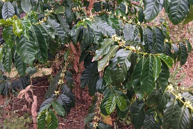 Explore Gran Canaria’s Coffee at Finca Los Castaños - Who should book this farm visit?