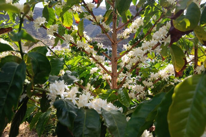 Explore Gran Canaria’s Coffee at Finca Los Castaños - Laura’s friendly, personal guiding style