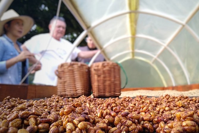 Explore the Coffee Process_From Tree to Cup & Fun by Jeep - Leaving Pereira in a traditional Jeep