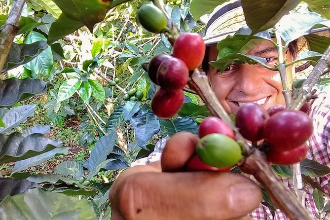 Explore the Coffee Process_From Tree to Cup & Fun by Jeep - Following coffee from flower to bean