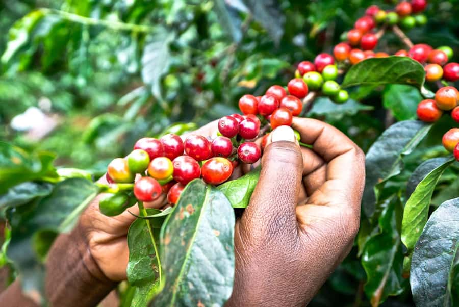 Fairview Coffee Estate Tour From Nairobi - Key points to know before booking