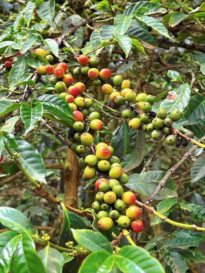 Fairview Coffee Estate Tour From Nairobi - Walking among the coffee plants