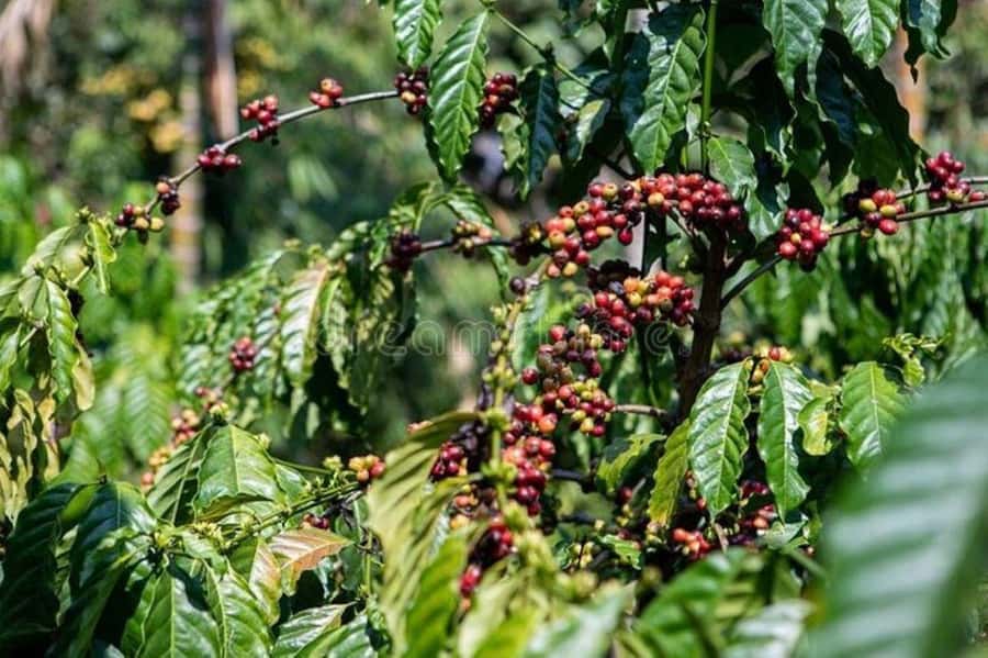 Fairview Coffee Estate Tour From Nairobi - The coffee lab and the first tasting