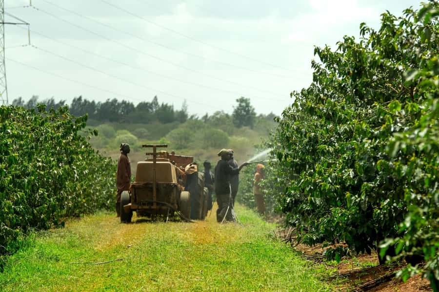 Fairview Coffee Estate Tour From Nairobi - Who will enjoy this coffee tour most?