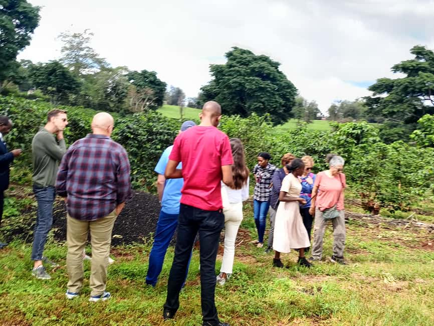 FAIRVIEW COFFEE FARM DAY TOUR - Why a coffee farm makes a good Nairobi outing