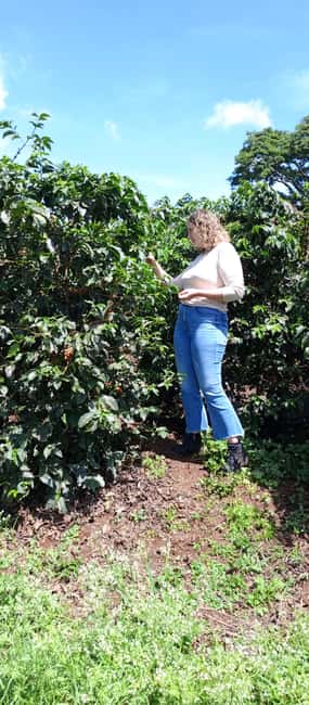FAIRVIEW COFFEE FARM DAY TOUR - The 10 a.m. and 2 p.m. sessions