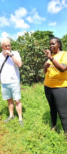 FAIRVIEW COFFEE FARM DAY TOUR - Walking among the coffee plants