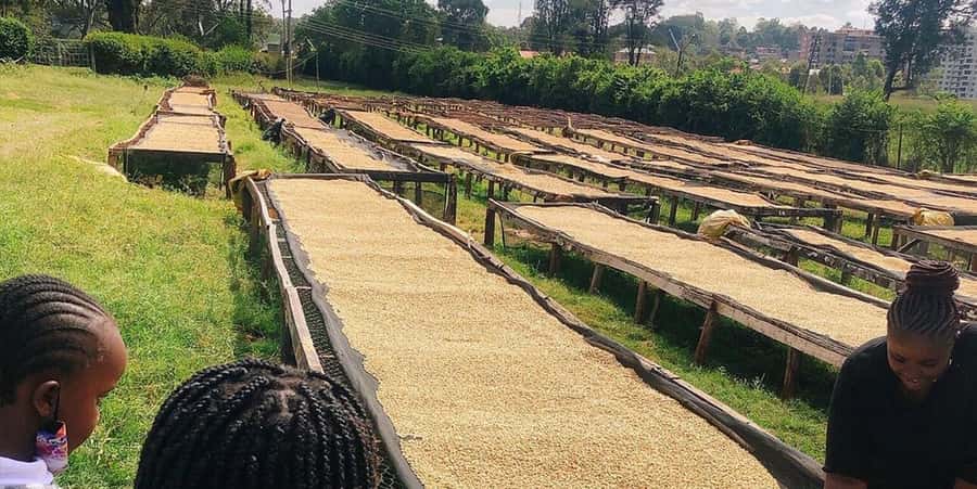 Fairview Coffee Farm Day Tour in Nairobi with Pickup - Practical booking advice for a smoother day