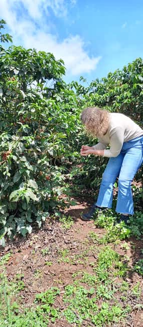 FAIRVIEW COFFEE FARM DAY TOUR - Getting to Fairview from central Nairobi