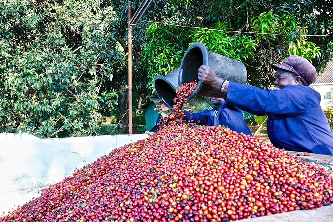 Fairview Estate Coffee Farm Tour With Pick up - Key points at a glance