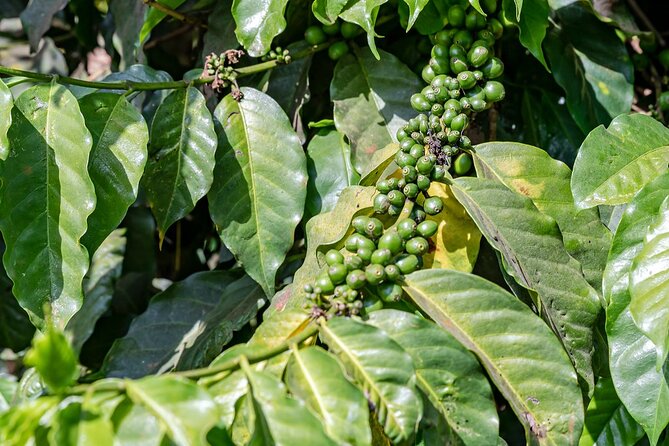 Fairview Estate Coffee Farm Tour With Pick up - From Nairobi to Fairview Coffee Estate