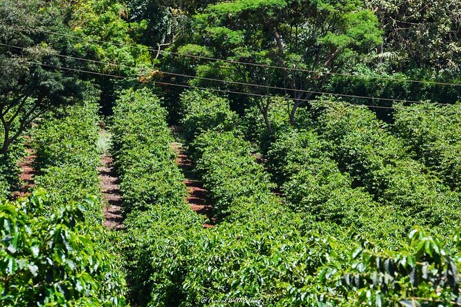 Fairview Estate Coffee Farm Tour With Pick up - What the $75 price really covers
