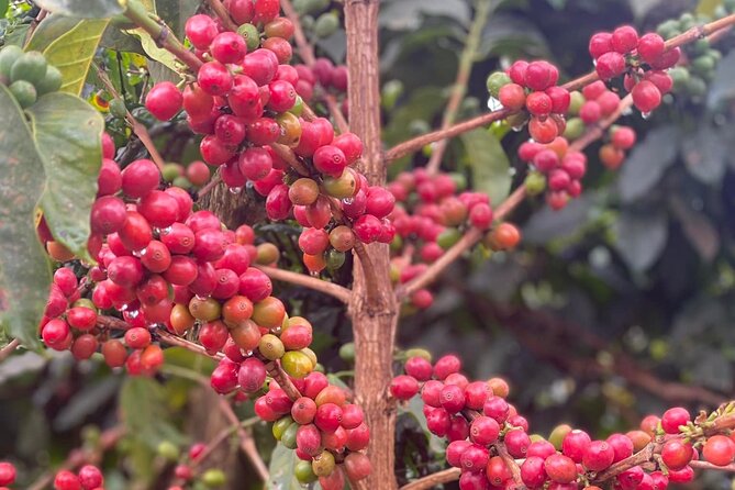 Fairview Estate Coffee Farm Tour With Pick up - Timing, comfort, and practical planning