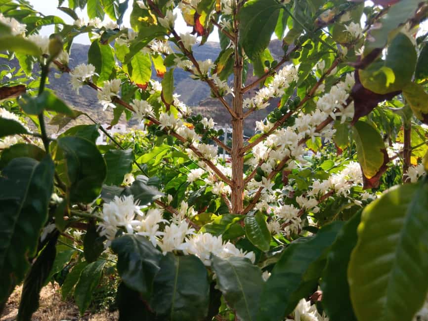 Finca Los Castaños: Agaete Valley Coffee Tour & Tasting - Key points to know before visiting