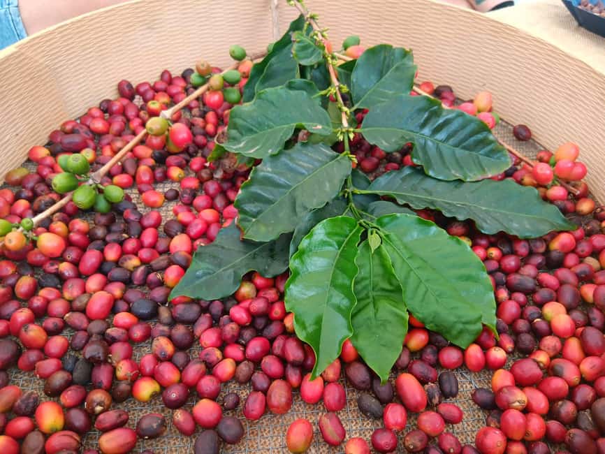 Finca Los Castaños: Agaete Valley Coffee Tour & Tasting - The one-hour plantation walk