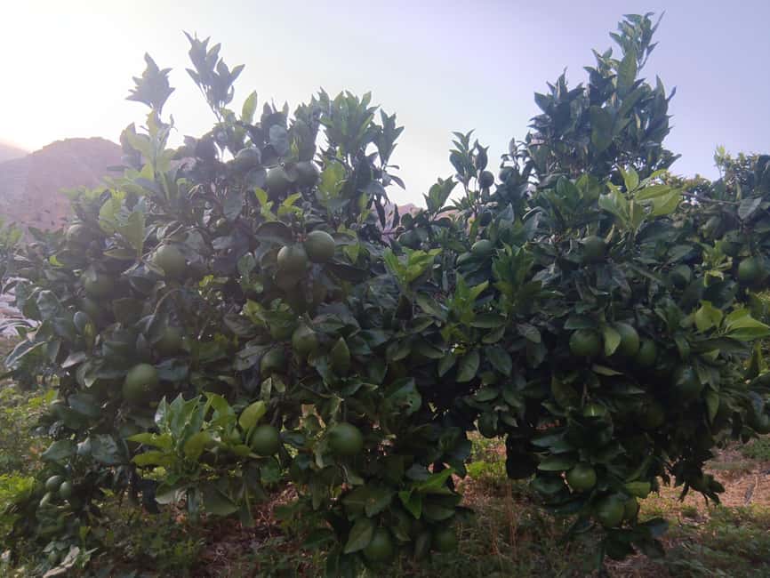Finca Los Castaños: Agaete Valley Coffee Tour & Tasting - The coffee tasting at the end