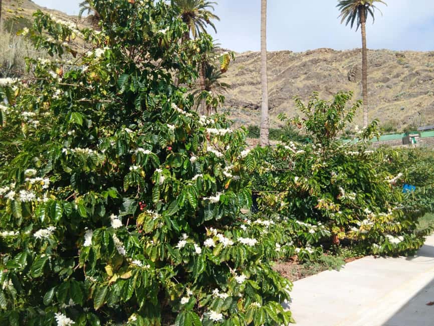 Finca Los Castaños: Agaete Valley Coffee Tour & Tasting - The farm shop and local products