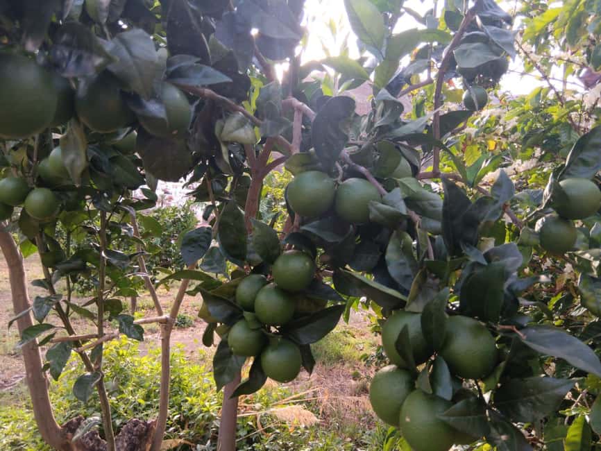 Finca Los Castaños: Agaete Valley Coffee Tour & Tasting - What the $23 price really gives you