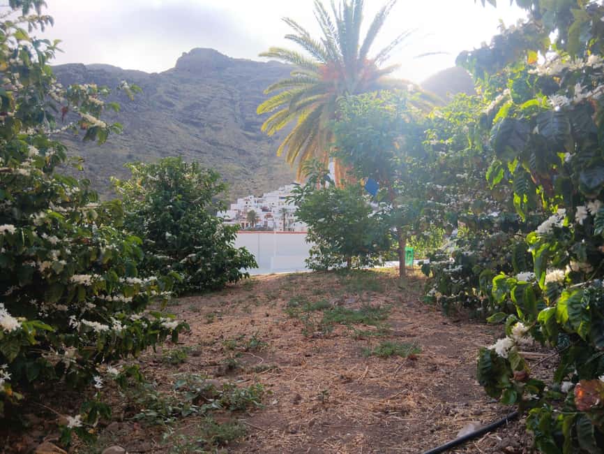Finca Los Castaños: Agaete Valley Coffee Tour & Tasting - Who will enjoy this experience most