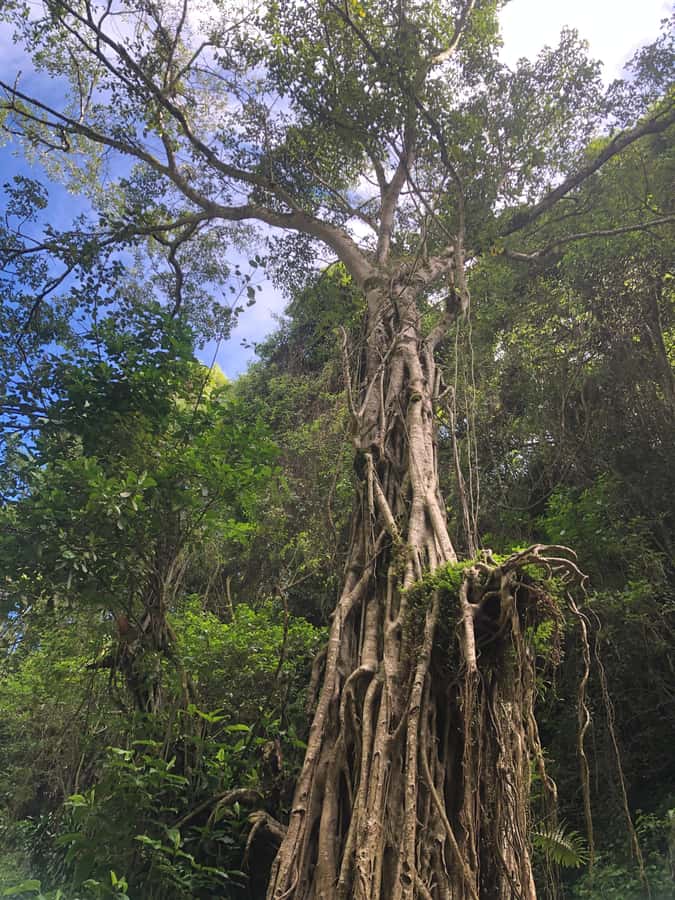 From Arusha: Coffee Farm and Mangalia Waterfalls Tour - Should you book the coffee and waterfall tour?