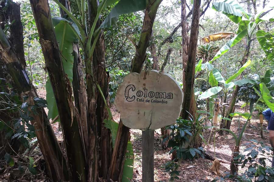From Bogotá: Coffee Farm Experience Private Day Tour - Walking through the coffee estate