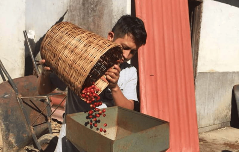 From Huatulco: Coffee and Mezcal Tour - Walking through the coffee farm
