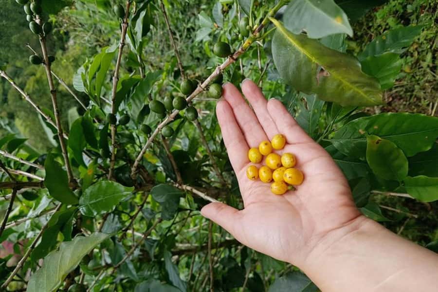 From Medellin: Private Envigado Coffee Tour with Tastings - Who will enjoy this coffee tour most