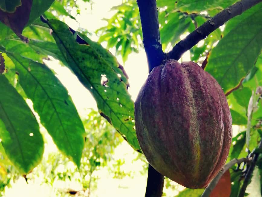From Puerto Plata Priv: Cocoa, Coffee, Cigars & Local Market - Cocoa at Chocal near Altamira