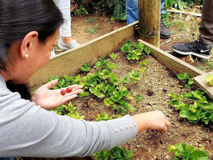Guatapé & Coffee Farm, all in one day - What $157 Gets You