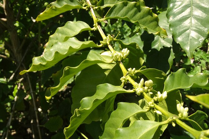 Guided Tour to the only coffee farm in Europe - Walking among 30 kinds of tropical fruit