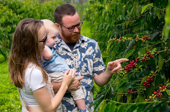 Hala Tree Coffee Farm Tour - What may disappoint you