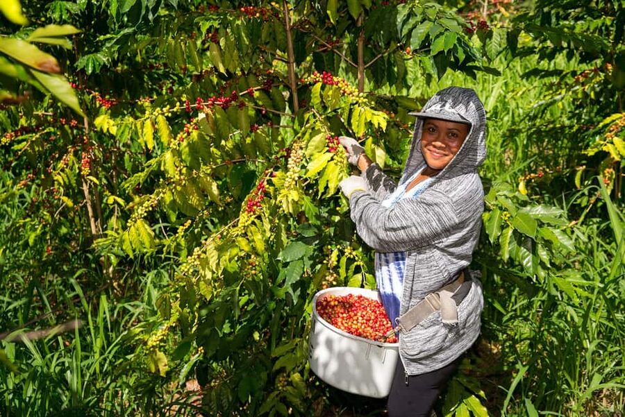 Hawaii: Hala Tree Coffee Farm Tour and Tasting - Among the Coffee Plants and Red Cherries