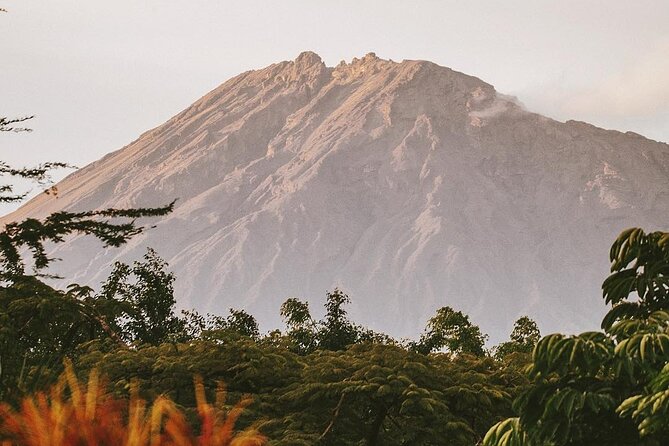 Hidden Arusha Waterfall, Coffee & Village Tour (All-Inclusive) - Local flavors, rare honey, and a buffet lunch
