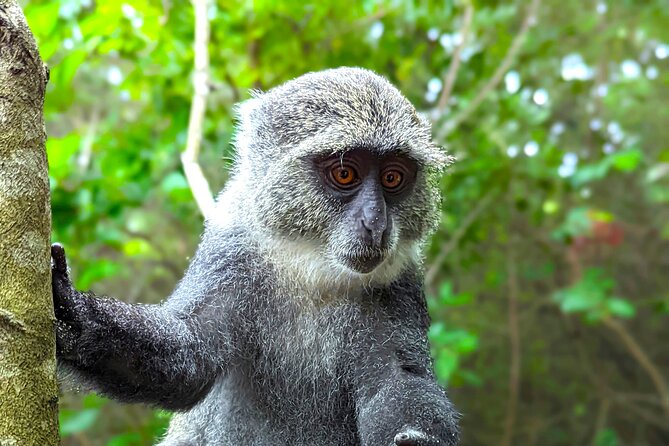 Hidden Arusha Waterfall, Coffee & Village Tour (All-Inclusive) - Turning coffee beans into your own cup
