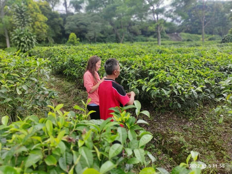 Jakarta :Volcano, HotSpring, Tea Factory, RiceField, &Coffee - Tangkuban Perahu and the sulfur crater